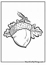 Acorn Coloring Pages sketch template