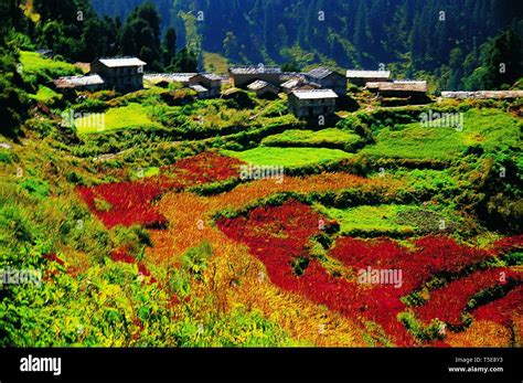 Chamoli hi-res stock photography and images - Alamy