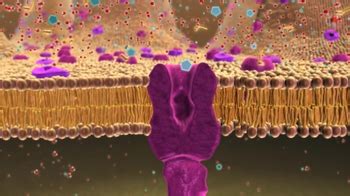 Animation: Facilitated Diffusion | Pearson+ Channels