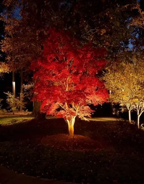 Your Guide to LED Landscape Lighting