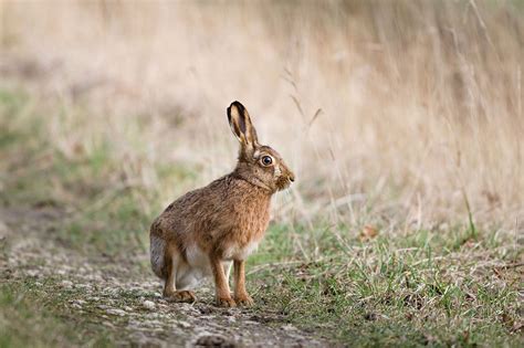 European hares is huntable in Hungary and Scotland