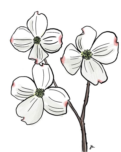 Dogwood Watercolor North Carolina State Flower digital Download - Etsy