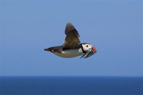 Puffin in Flight | Stuart Robertson Reynolds | Flickr