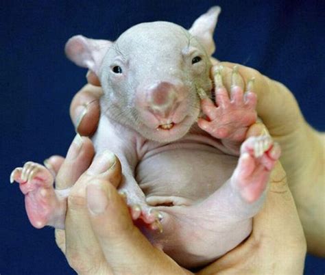 Ugly but Cute Baby Animals (55 pics) - Izismile.com