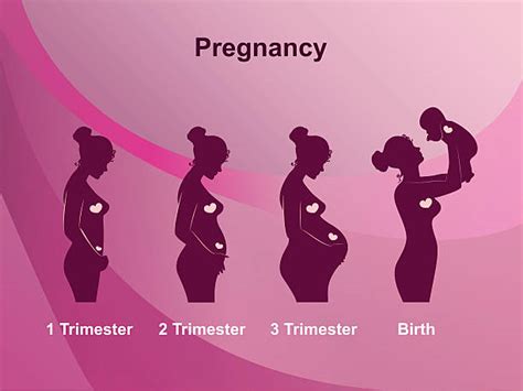 Royalty Free Prenatal Care Clip Art, Vector Images & Illustrations - iStock