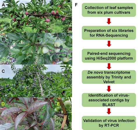 Images of plum trees and experimental scheme. (A) Healthy tree of plum... | Download Scientific ...