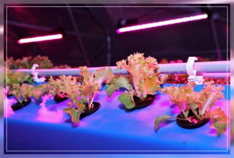 Aeroponic Farming: A Modern Farming Method - AAAKSC