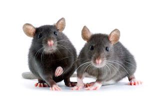 Signs of Mice in Your Home | Custom Weed and Pest Control