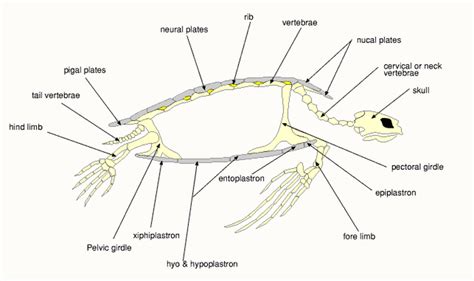 Sea Turtle Anatomy - ECOMAR