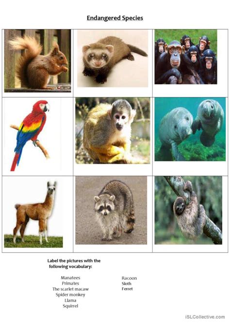 . matching endangered animals : English ESL worksheets pdf & doc