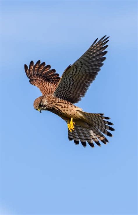 Falcon on Flight · Free Stock Photo