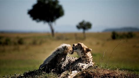 Wildlife in the Masai Mara – Discover Africa