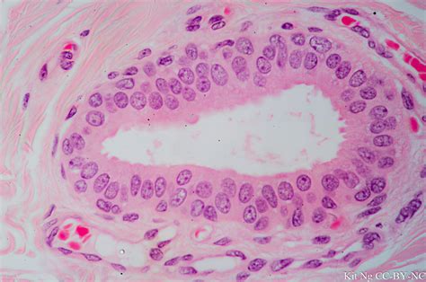 Stratified Cuboidal Epithelium Slide