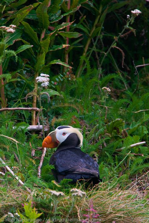 Tufted Puffin | Photos by Ron Niebrugge