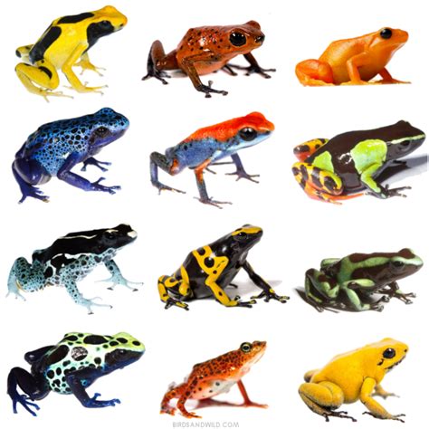 Are Frogs Poisonous? {How Dangerous are they?} » Birds & Wild