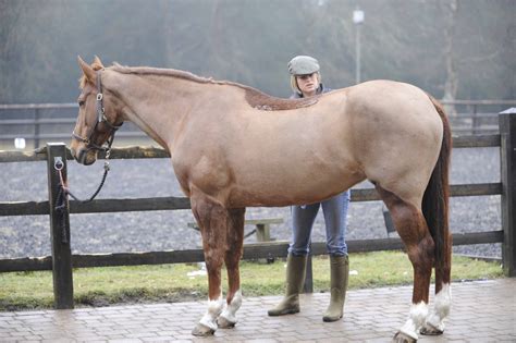 Celeb riders' clipping tips | Horse and Rider