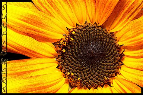 Pictures Of Sunflowers, Buds To Blooms | HubPages