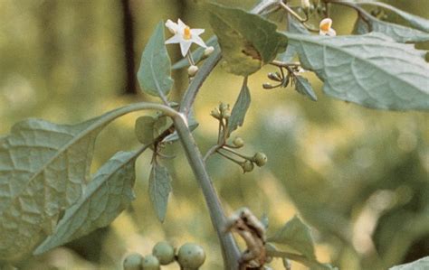 Black Nightshade | Weed Control | Bayer Crop Science New Zealand