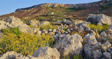 The amazing Flora and Fauna from the Maltese Islands