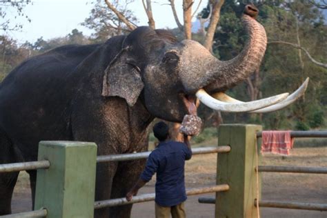 Mudumalai Safari Van & Elephant Safari Guide | Deep Jungle Home