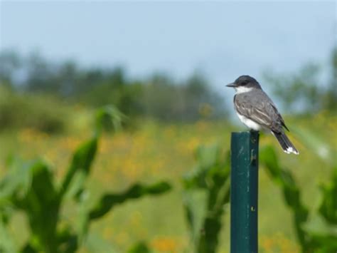 Laser Bird Deterrent | handheld silent bird scaring laser torch - Bird ...