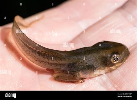 Tadpole Legs Stock Photos & Tadpole Legs Stock Images - Alamy