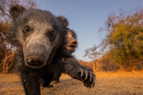 Curious Sloth Bear cub - Francis J Taylor Photography