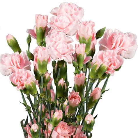 Globalrose Fresh Pink Mini Carnations (160 Stems - 640 Blooms)-mini-carnations-pink-160 - The ...