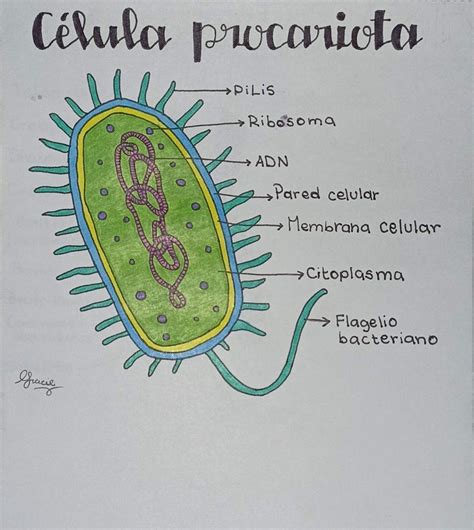 Celula procariota y eucariota – Artofit