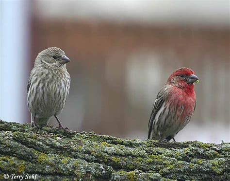 House Finch - South Dakota Birds and Birding