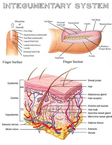 Pin by Anjela Miranda Bavaro on Integumentary System | Integumentary ...