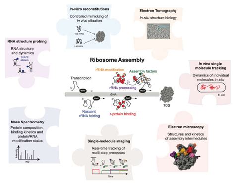 Overview of biochemical, structural and biophysical methods to study ...