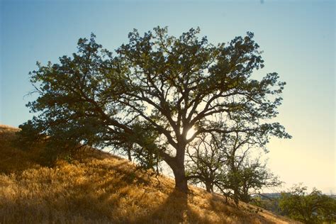 Hilltop Oak Tree Free Stock Photo - Public Domain Pictures