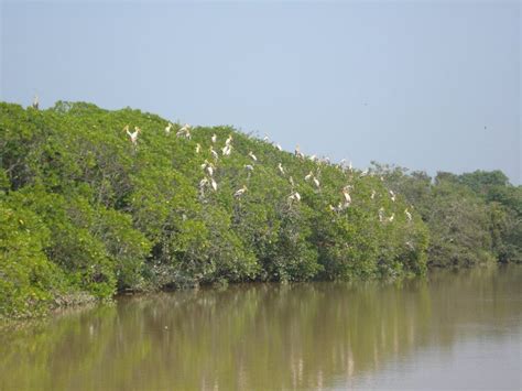 Record number of country birds throng Odisha’s Bhitarkanika national park - Bhubaneswar Buzz