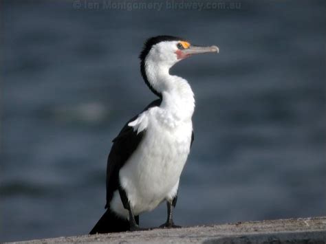 (Australian) Pied Cormorant photo image 4 of 4 by Ian Montgomery at birdway.com.au