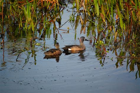 Blue-winged Teal | Audubon Field Guide