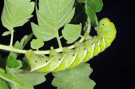 Managing Insect Pests on Fresh Market Tomatoes