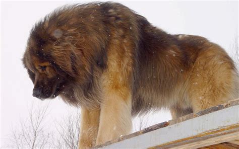 Leonberger Dog - A mix of Newfie, Longhaired Saint Bernard, and Great Pyrenees. Bred By The ...