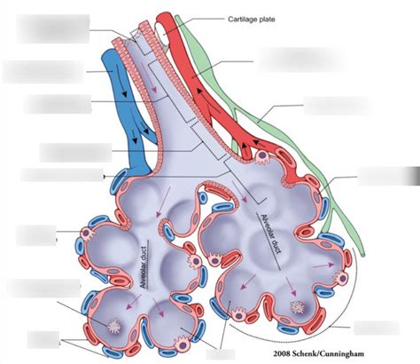 label alveolar sacs Diagram | Quizlet