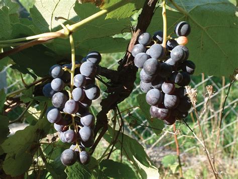 Fox grape | plant | Britannica