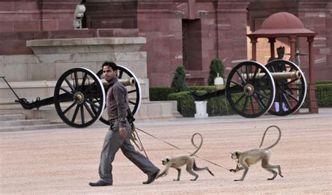 India is hiring 40 'young people' to act like monkeys in Parliament | The World from PRX