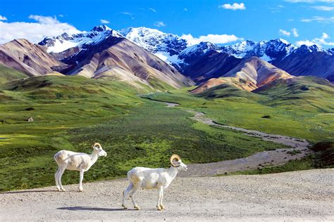 Visit Denali National Park Without Using the Park Road