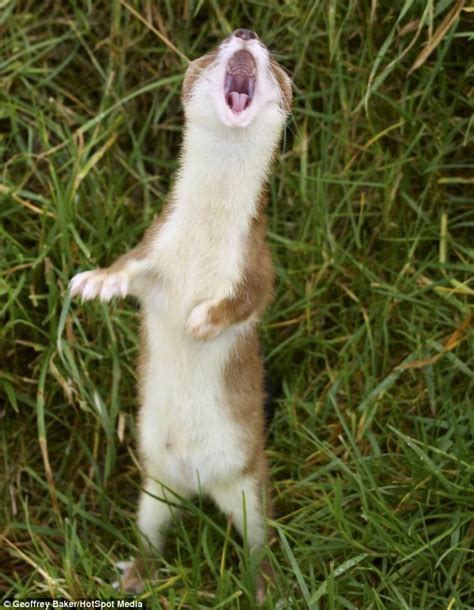 The stoat that can carry a tune: Weasel appears to be mid-song as he opens his mouth for ...