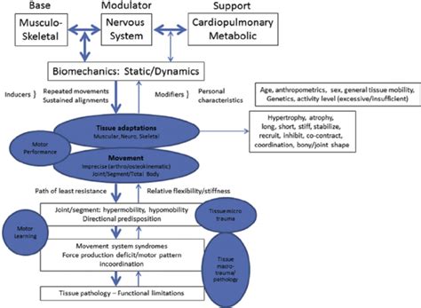 Kinesiopathological model of the human movement system. Adapted from... | Download Scientific ...