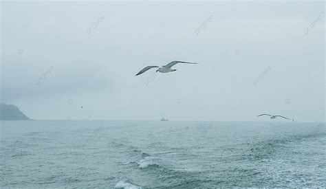 Foto Burung Camar Terbang Di Laut Di Sore Hari Latar belakang Dan ...