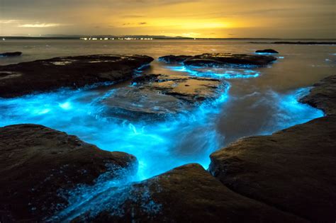 7 Bioluminescent Beaches and Bays Worth Visiting | Oyster | Bioluminescent bay, Tasmania road ...