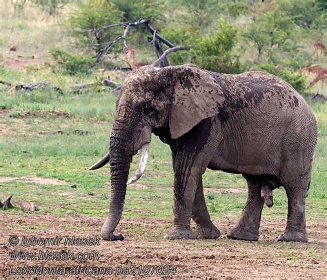 普通非洲象 Loxodonta africana