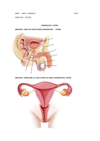 Female Reproductive System Diagram Quiz