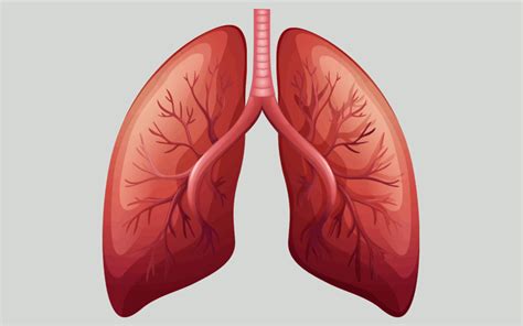 Seven General Functions of the Respiratory System – Moosmosis | Respiratory system, Lunges ...