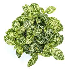 Fittonia Plant Care - House Plants and Flowers